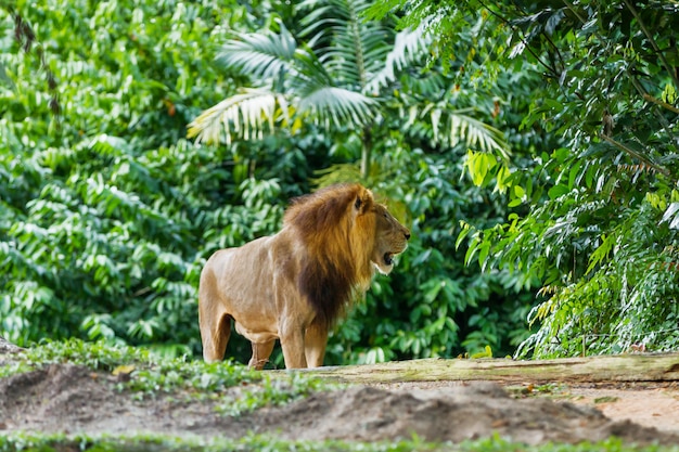 O leão (Panthera leo) na floresta da selva.