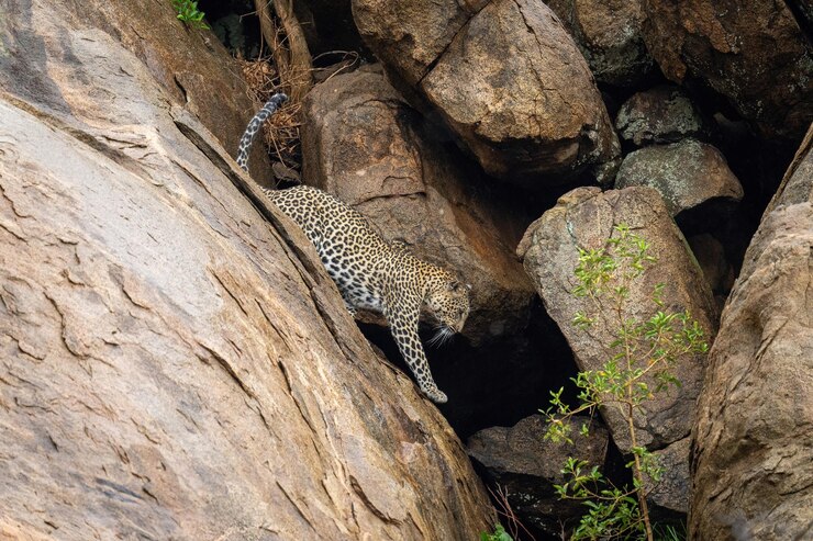 Foto o leopardo desce a rocha em direção ao arbusto frondoso