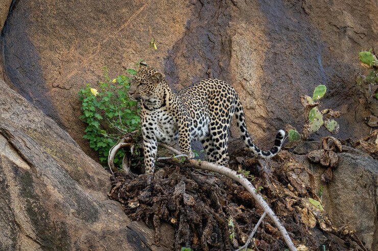 Foto o leopardo está de pé em um galho curvado com a cabeça erguida