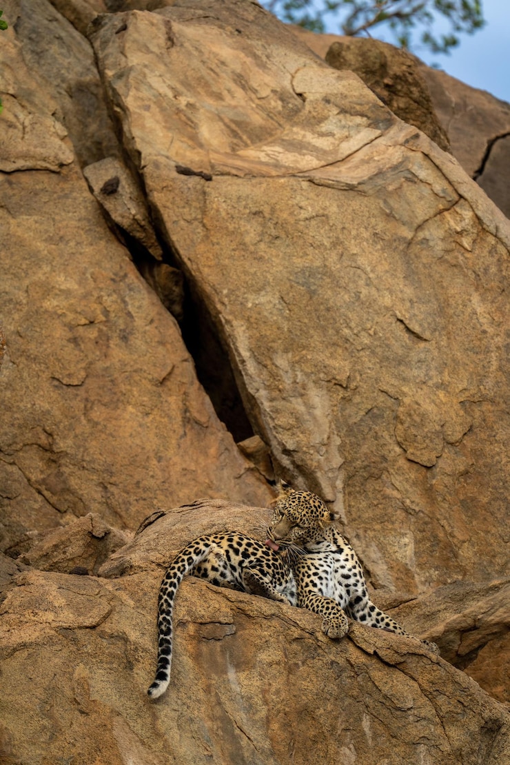 Foto o leopardo está deitado na borda rochosa a lamber a perna.