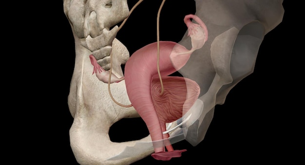 Foto o ligamento entre a uretra e a vagina