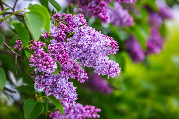 Foto o lilás em flor em um jardim botânico da cidade de minsk bielorrússia primavera em minsk bloomi