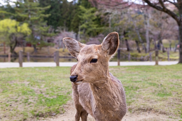 O lindo cervo é um símbolo da cidade e acredita-se que represente os deuses na área do Santuário Kasuga e no Parque de Nara Um famoso destino turístico na Prefeitura de Nara, região de Kansai, Japão.