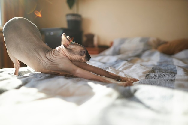 O lindo esfinge careca está sentado na cama em um dia ensolarado sphynx no interior da casa gato nu