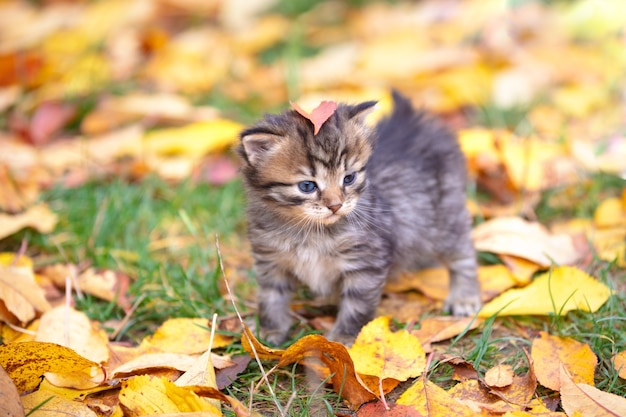 O lindo gatinho listrado está andando sobre as folhas caídas no jardim de outono