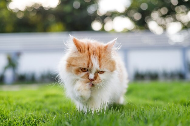 O lindo gato persa está caminhando em um campo de grama verde, foco seletivo, profundidade de campo rasa