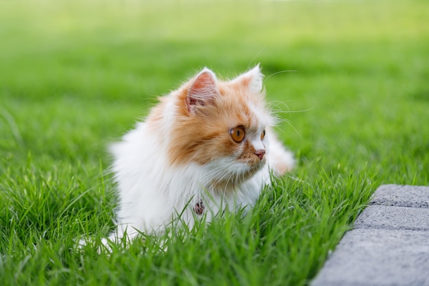 O lindo gato persa está sentado em um campo de grama verde e olhando algo, foco seletivo, profundidade de campo rasa