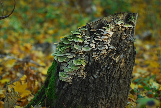 Foto o líquen cobre o toco de árvore velho na floresta