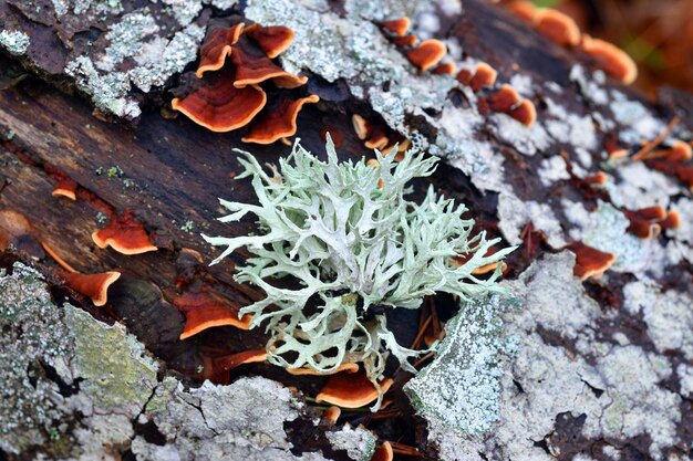 O líquen foliose Evernia prunastri em um galho em uma floresta de faias