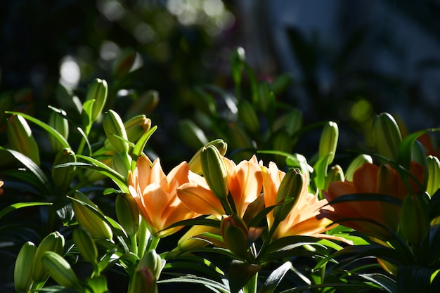 O lírio alaranjado floresce com luz da luz do sol no jardim.