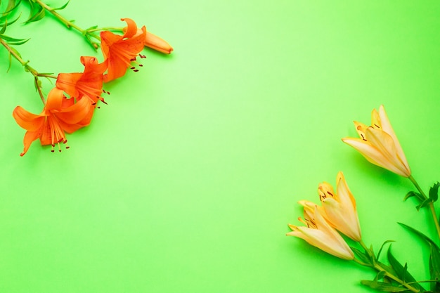 O lírio bonito floresce com o botão no fundo verde.