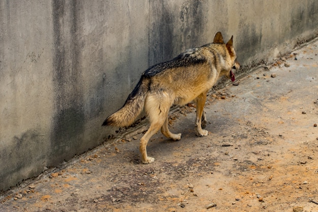 Foto o lobo cinza está correndo.