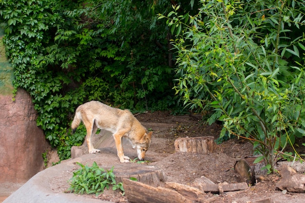 o lobo cinza sai da floresta e olha ao redor Opstnost