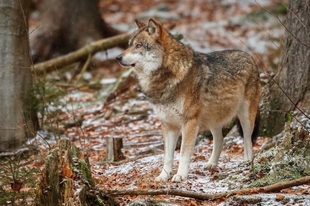 O lobo eurasiático está em um habitat natural na floresta bávara