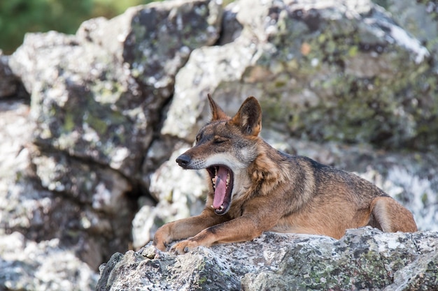 o lobo ibérico