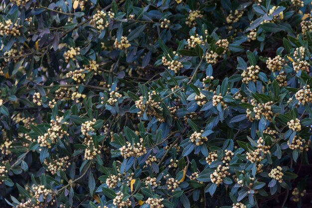 O louro floresceu na primavera no jardim orgânico