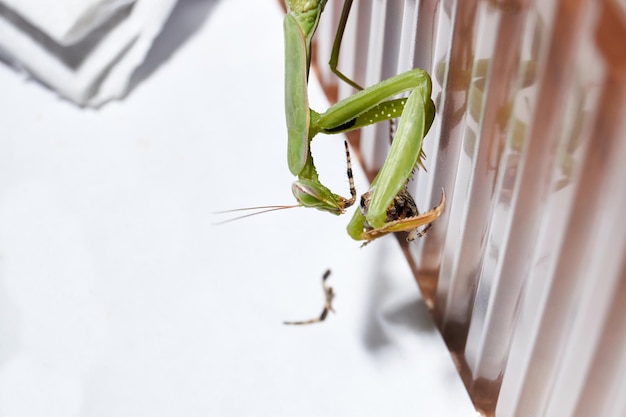 O louva-a-deus comum (lat. Mantis religiosa) come uma aranha.