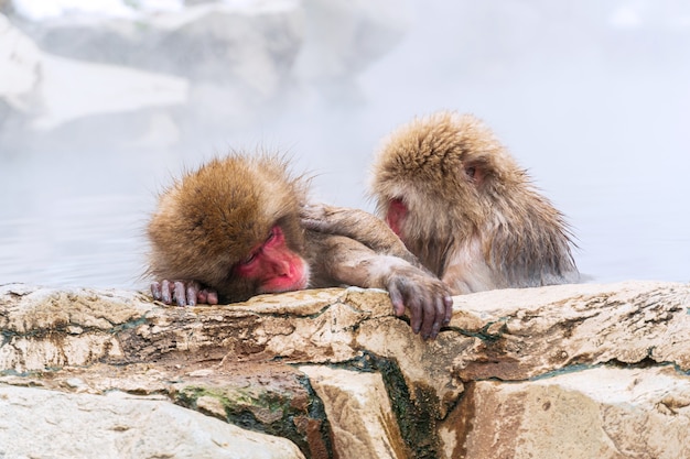 O macaco da neve japonês relaxa na primavera quente no inverno no parque do macaco da neve