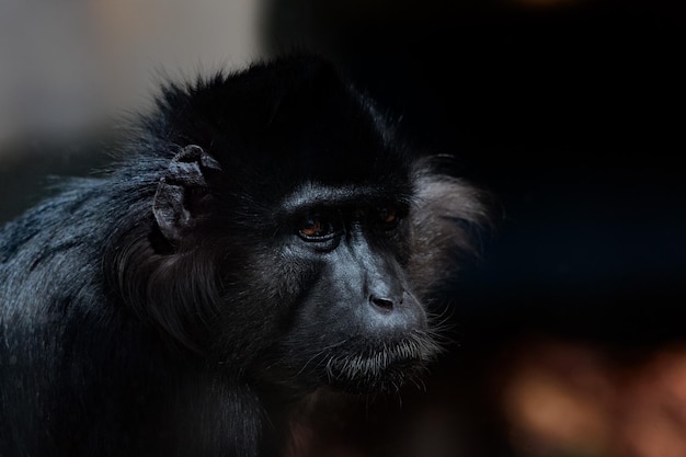 Foto o macaco de l'hoest fecha o retrato