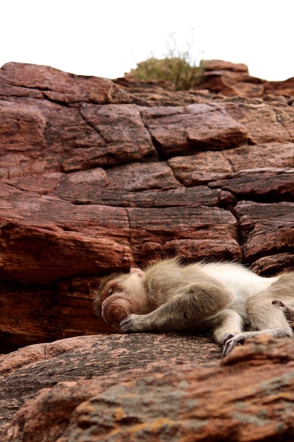 O macaco dormindo na rocha Bonnet macaque em Badami Fort