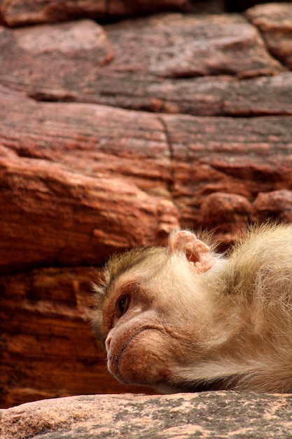 O macaco dormindo na rocha Bonnet macaque em Badami Fort