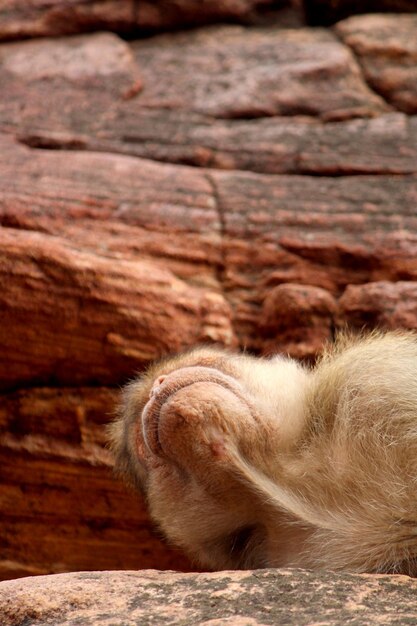 O macaco dormindo na rocha Bonnet macaque em Badami Fort