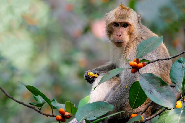 O macaco eatting comida na árvore na Tailândia