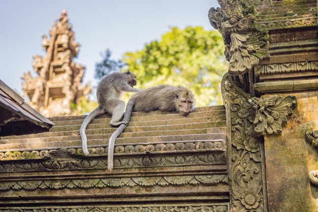 Foto o macaco está fazendo uma massagem a outro macaco na floresta de macacos em ubud. bali, indonésia