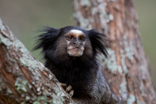 O macaco estrela sagui de topete preto ou simplesmente sagui é uma espécie de macaco