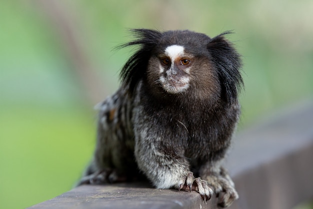 O macaco estrela sagui de topete preto ou simplesmente sagui é uma espécie  de macaco