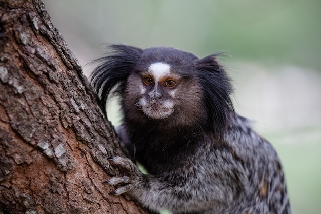 O macaco estrela sagui de topete preto ou simplesmente sagui é uma espécie de macaco