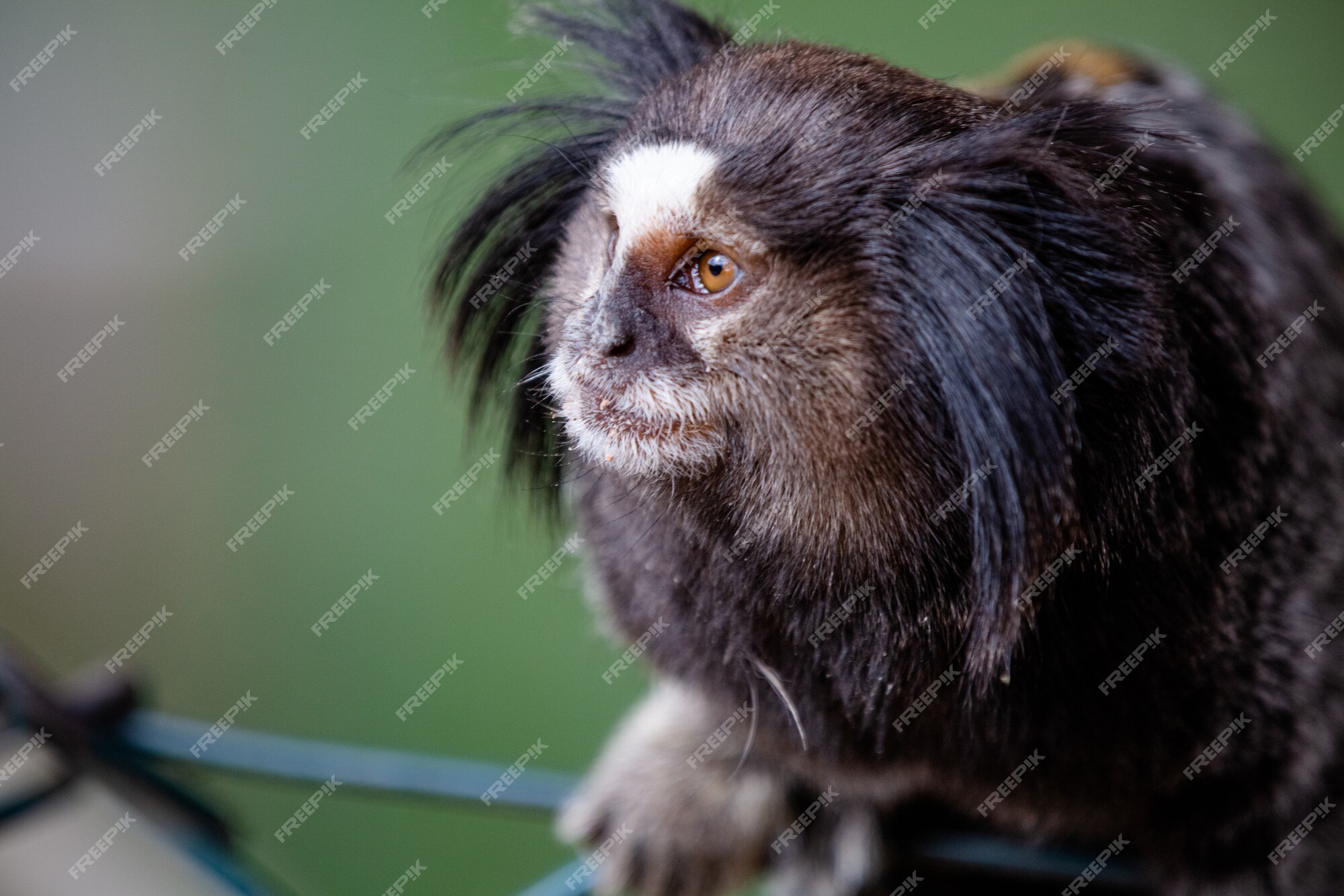 O macaco estrela sagui de topete preto ou simplesmente sagui é uma espécie  de macaco