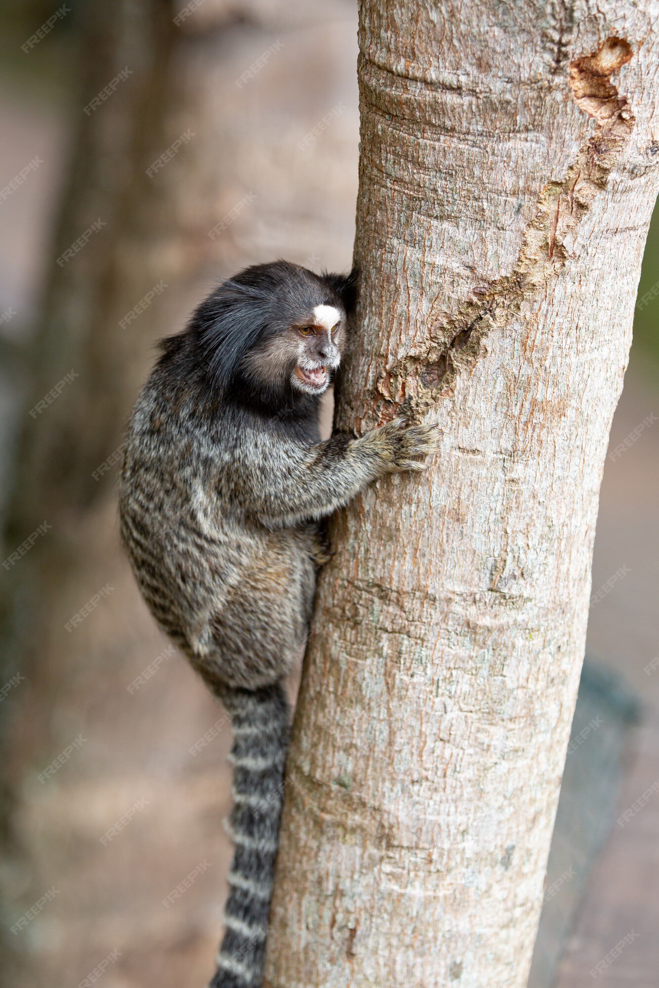 O macaco estrela sagui de topete preto ou simplesmente sagui é uma espécie  de macaco