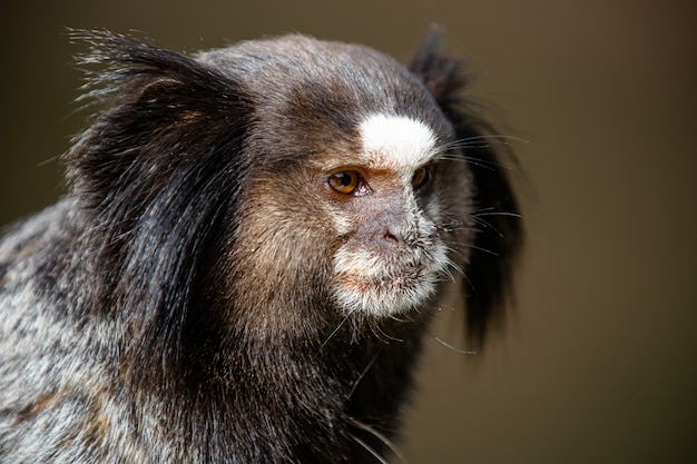 O macaco estrela sagui de topete preto ou simplesmente sagui é uma espécie de macaco