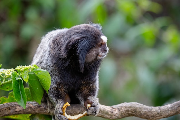 O macaco estrela sagui de topete preto ou simplesmente sagui é uma espécie de macaco