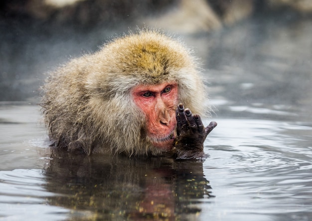 O macaco japonês está sentado na água em uma fonte termal. japão. nagano. jigokudani monkey park.