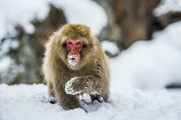 O macaco japonês está sentado na neve. Japão. Nagano. Jigokudani Monkey Park.
