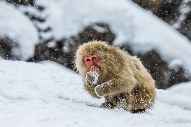 O macaco japonês está sentado na neve