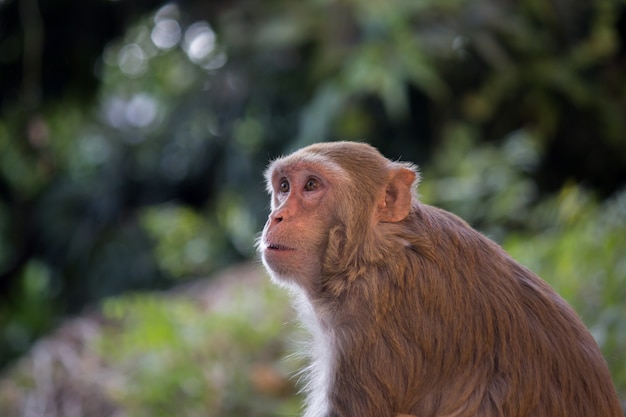 O macaco macaco rhesus