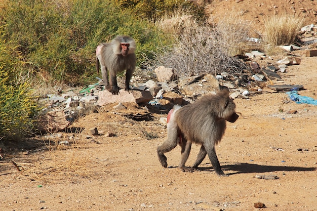 O macaco na região de Asir, na Arábia Saudita