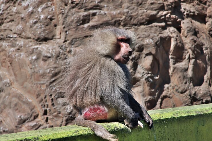 Foto o macaco nas montanhas da arábia saudita