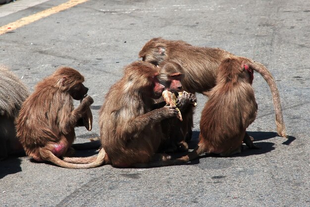 O macaco nas montanhas da Arábia Saudita