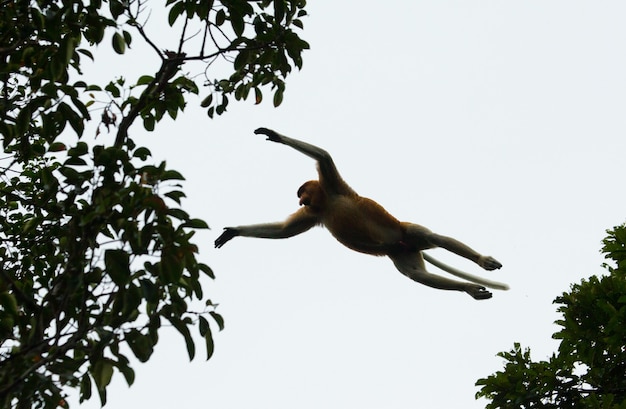 O macaco probóscide está pulando de árvore em árvore na selva. Indonésia. A ilha de Bornéu. Kalimantan.