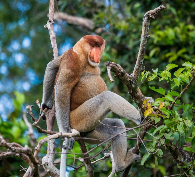 O macaco probóscide está sentado em uma árvore na selva. Indonésia. A ilha de Bornéu. Kalimantan.