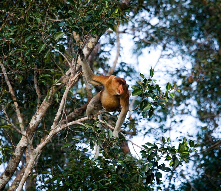 Foto o macaco probóscide está sentado em uma árvore na selva. indonésia. a ilha de bornéu. kalimantan.