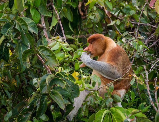 O macaco probóscide está sentado em uma árvore na selva. Indonésia. A ilha de Bornéu. Kalimantan.