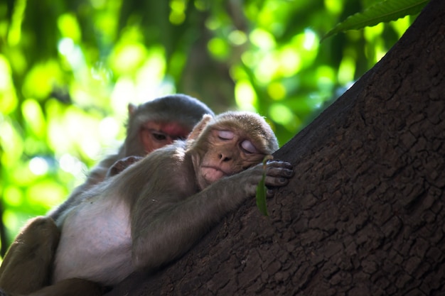 O macaco rhesus tirando uma soneca ou dormindo na árvore durante o meio-dia de verão