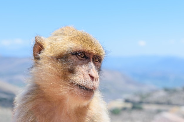 O macaco senta-se nas rochas e olha para alguém