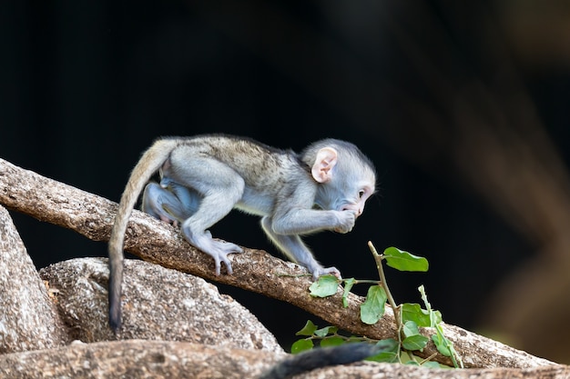 O macaco sobe em um galho