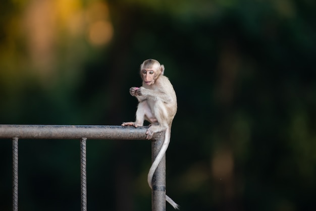 O macaquinho bebê está brincando de safada